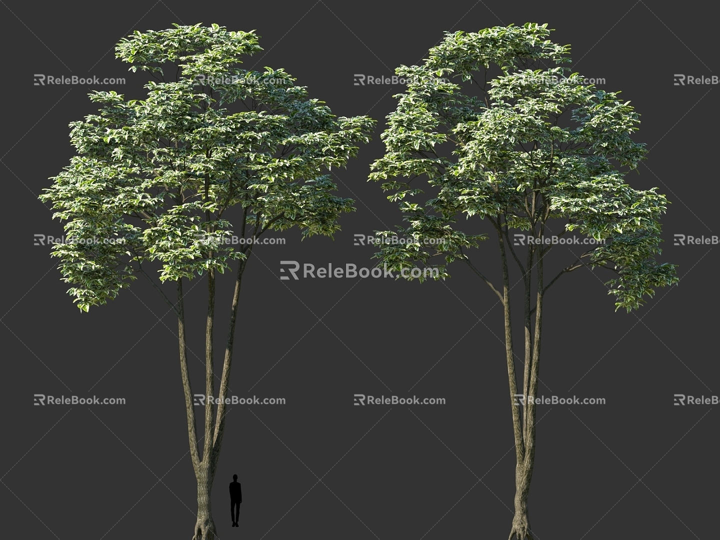 High-pole landscape trees clump solitary tree planting cartoon style green street trees 3d model