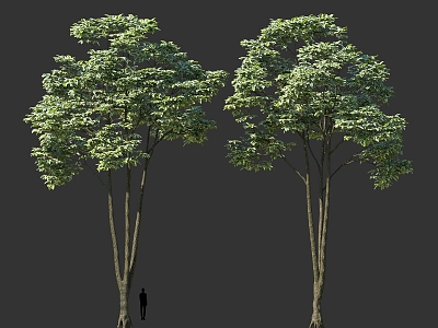 High-pole landscape trees clump solitary tree planting cartoon style green street trees model