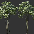 Tall Tree with Lush Green Leaves Strong Trunks and Human Silhouette for Scale