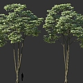 High-pole landscape trees clump solitary tree planting cartoon style green street trees 3d model