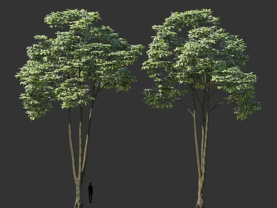 Tall Tree with Lush Green Leaves Strong Trunks and Human Silhouette for Scale 3d model