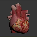 Realistic Detailed 3D Human Heart Anatomical Model With Colored Vascular Structures 3d model