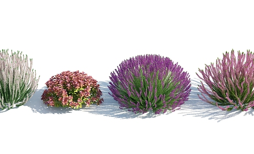 Modern Shrub Flowers 3d model