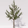 modern tree ginkgo tree arbor plant 3d model
