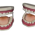 Anatomical Dental Models With Upper Lower Jaw Teeth And Gum Structure
