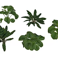 Various Green Leafy Indoor Plants With Different Foliage Shapes And Textures