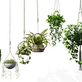 Hanging Plants in Woven and Wooden Baskets with Ferns Ivy for Indoor Greenery Decor