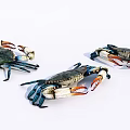 Three Colorful Reptiles Displaying Blue Appendages And Orange Claws On White Surface