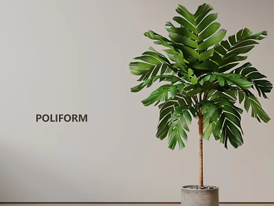 Indoor Potted Plant With Large Green Leaves And Slender Trunk In Gray Pot 3d model