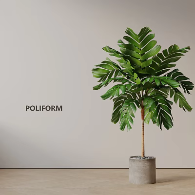 Indoor Potted Plant With Large Green Leaves And Slender Trunk In Gray Pot 3d model