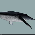 Large Aquatic Whale With Streamlined Body Dorsal Fin Pectoral Fins And Tail Fluke