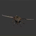 Detailed View Of House Fly With Transparent Wings And Striped Body On Dark Background