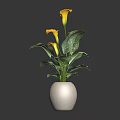 Beautiful Yellow Calla Lilies with Green Leaves in White Vase Decorative Fresh Plant Arrangement