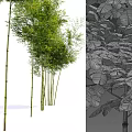 Bamboo Forest With Tall Stalks Lush Green Leaves And Various Varieties