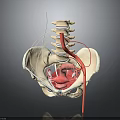Detailed 3D Human Pelvis Anatomy Model Showing Internal Organs Spine And Blood Vessels