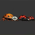 Colorful Ladybugs With Different Spots And Vibrant Shells On Dark Background