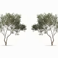 Two Trees With Green Leaves And Slender Trunks In Natural Growth Shape