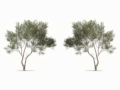 Two Trees With Green Leaves And Slender Trunks In Natural Growth Shape 3d model