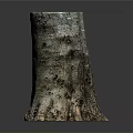 Natural Tree Stump Featuring Textured Bark And Organic Wooden Surface Details
