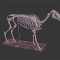Life Size Horse Skeleton Model Medical Educational Equipment for Anatomical Teaching Aid