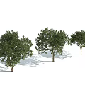 Three Trees in Different Sizes With Green Leaves Trunks Against Light Blue Sky 3d model