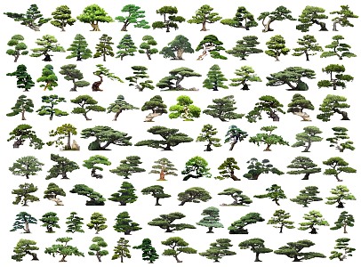 Chinese 2D Lohan Pine Modeling Pine Black Pine Modeling Tree 3d model