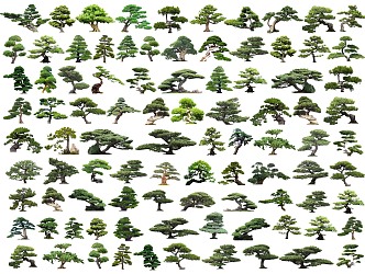 Chinese 2D Lohan Pine Modeling Pine Black Pine Modeling Tree 3d model