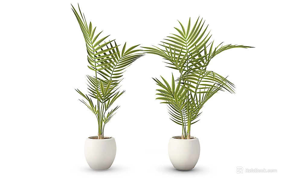 Lush Potted Plants With Long Feathery Leaves And White Ceramic Pots 3d model 