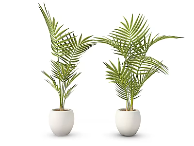 Lush Potted Plants With Long Feathery Leaves And White Ceramic Pots 3d model