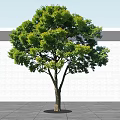 Tall Tree With Green Foliage And Brown Trunk Against White Wall And Gray Ground