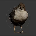 Small Brown And White Bird Standing On Dark Background With Detailed Feather Features