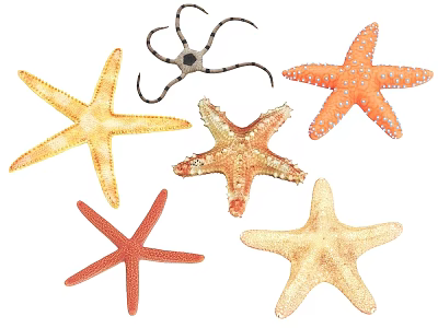 Colorful Starfish Collection Of Marine Aquatic Animals With Diverse Shapes 3d model