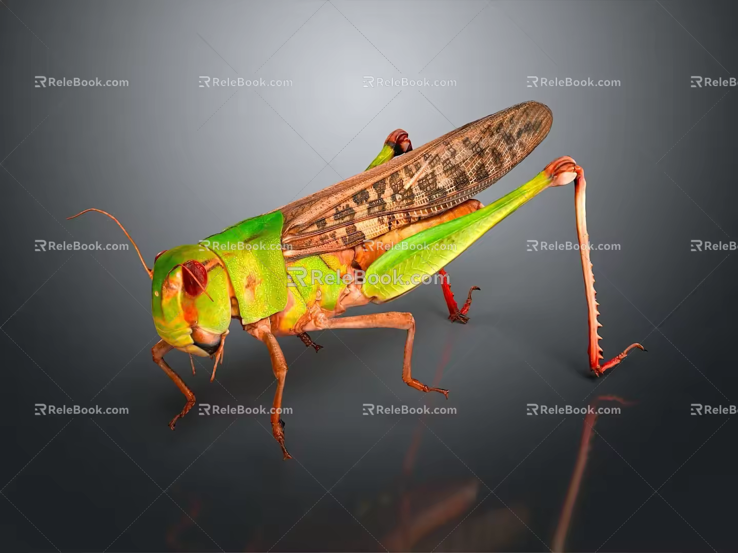 Modern grasshopper insect cartoon locust 3d model