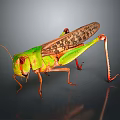Modern grasshopper insect cartoon locust 3d model