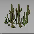 Various Green Cactus Plants Featuring Columnar And Round Stems In 3D Render