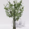 Two Tall Trees With Blooming Purple Flowers And Lush Green Leaves