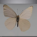 Light Pink Butterfly with Spread Wings on Dark Background and Reflection