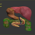 Abdominal Organs 3D Anatomical Model Showing Detailed Structure And Blood Vessels
