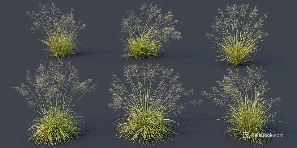 Ornamental Green Grass With Slender Flower Spikes Growing In Clusters Against Dark Background 3d model 