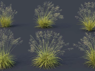 Ornamental Green Grass With Slender Flower Spikes Growing In Clusters Against Dark Background 3d model