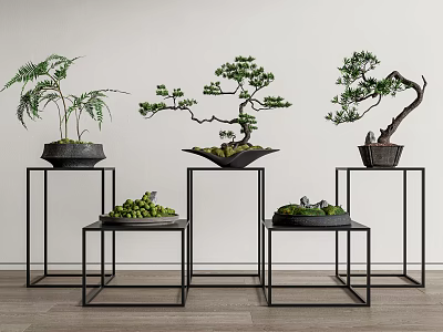 Bonsai Plants Display on Black Metal Stands Various Heights White Wall Background and Wooden Floor 3d model