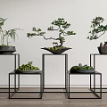 Bonsai Plants Display on Black Metal Stands Various Heights White Wall Background and Wooden Floor