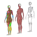 Human Limbs Skeletal And Muscle Anatomy Models With Color Coded Structures 3d model