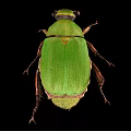 Close Up View Of Green Beetle With Shiny Exoskeleton On Black Background