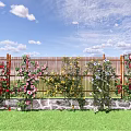 Climbing Vines With Colorful Flowers On Wooden Fence Against Blue Sky And Green Grass