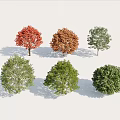 Colorful Trees With Red Orange And Green Foliage In Various Natural Shapes