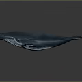 Blue Whale With White Underbelly Floating In 3D Rendering On Gray Background With Reflection 3d model