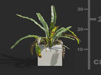 Bonsai Plant In White Square Pot With Long Green Leaves And Brown Edges 3d model