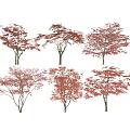 Multiple Red Leaf Trees With Vibrant Foliage Isolated On White Background 3d model