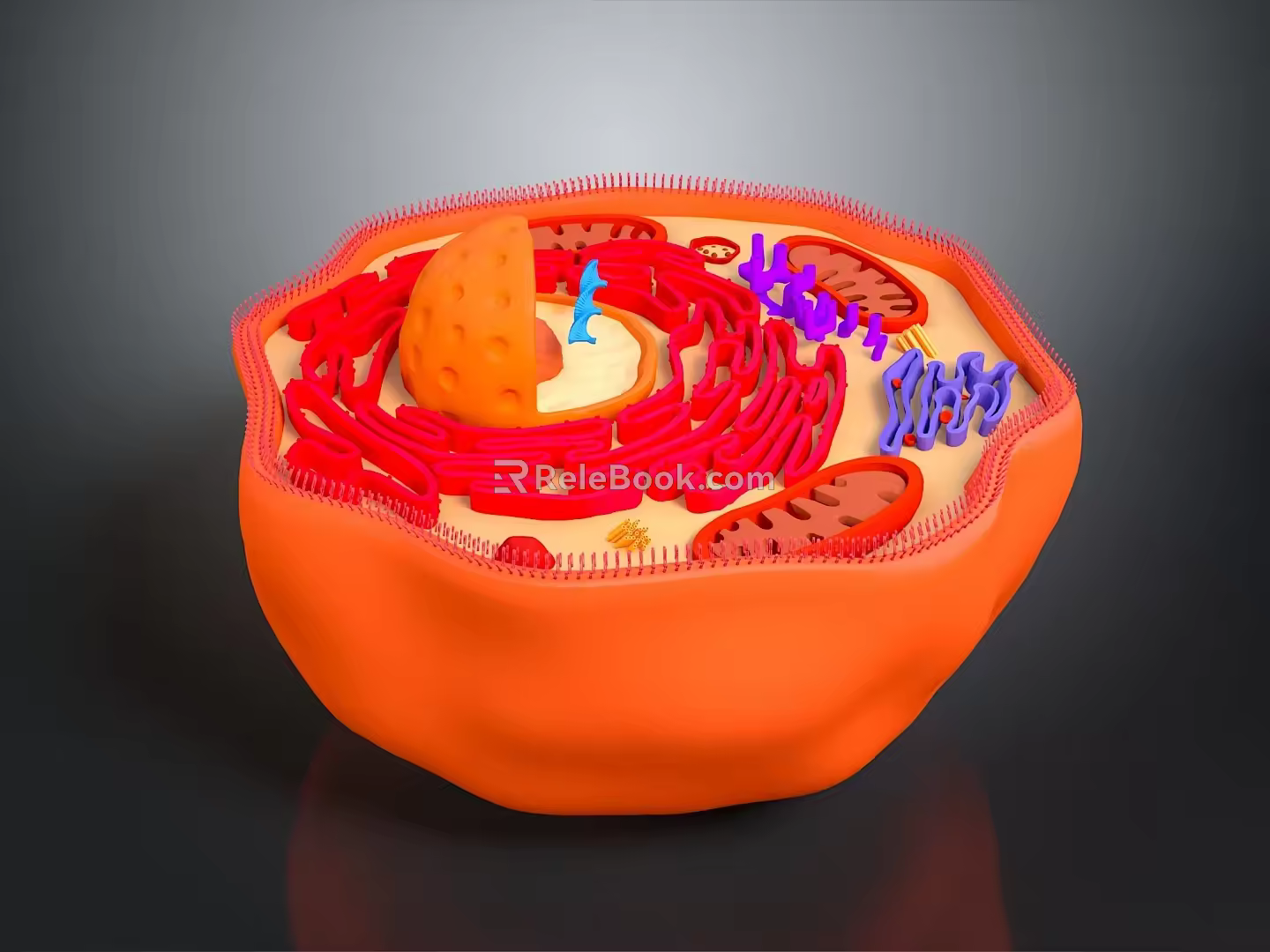 modern eukaryotic cell cross section cell structure cell tissue 3d model